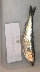 Clupea harengus