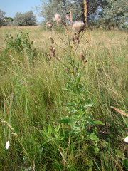 Cirsium arvense