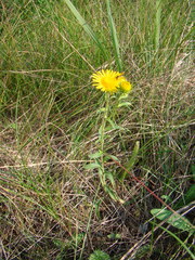 Pentanema britannica