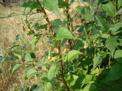 Convolvulus arvensis