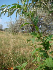 Convolvulus arvensis