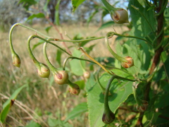 Convolvulus arvensis