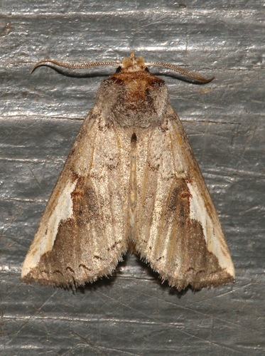 Orange-humped Mapleworm Moth