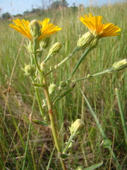 Picris hieracioides
