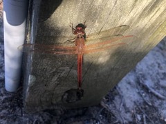 Libellula auripennis