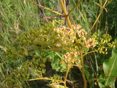 Pastinaca sativa