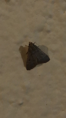 Bostra obsoletalis