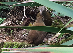Gallirallus sylvestris