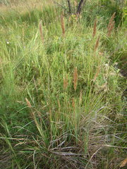 Calamagrostis epigejos