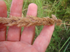 Calamagrostis epigejos