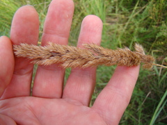 Calamagrostis epigejos