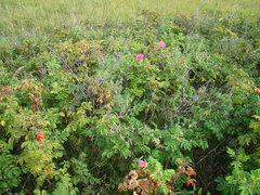 Rosa rugosa
