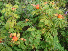 Rosa rugosa