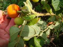 Rosa rugosa
