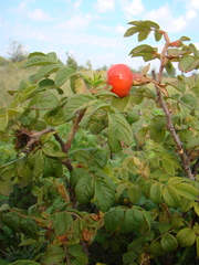 Rosa rugosa