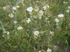 Pimpinella saxifraga