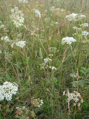 Pimpinella saxifraga