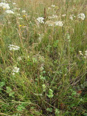 Pimpinella saxifraga