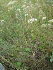 Pimpinella saxifraga