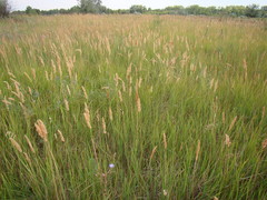 Calamagrostis epigejos