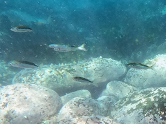 Atherinomorus vaigiensis