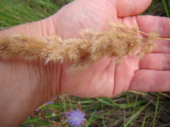 Calamagrostis epigejos