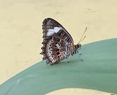 Cethosia penthesilea