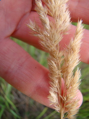 Calamagrostis epigejos