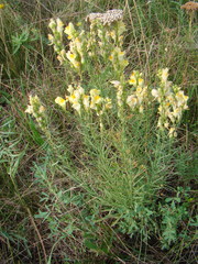 Linaria vulgaris