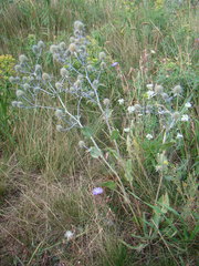 Eryngium planum