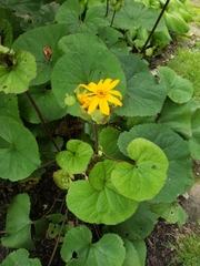 Ligularia