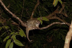 Pseudochirops archeri
