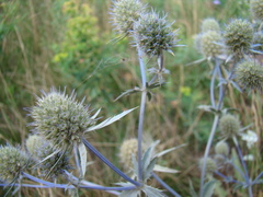 Eryngium planum