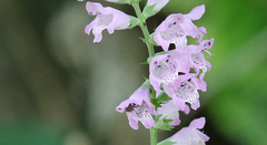 Physostegia intermedia