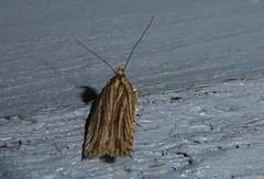 Agonopterix umbellana