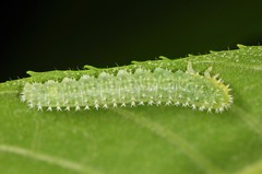 Periclista