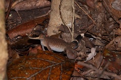 Carphodactylus laevis