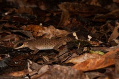 Carphodactylus laevis