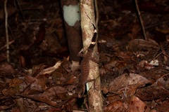 Carphodactylus laevis