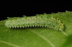 Periclista