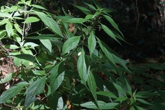 Parietaria officinalis