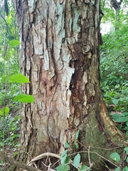 Pseudosamanea guachapele