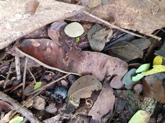 Pseudosamanea guachapele