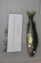 Gymnocephalus cernua