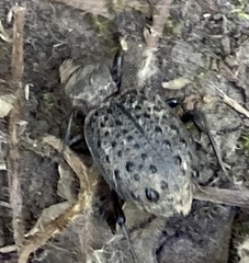 Cychrus tuberculatus