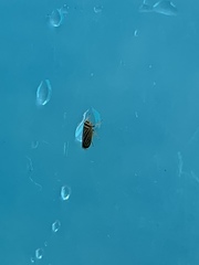 Amblysellus curtisii