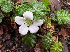 Rubus geoides