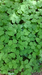 Oxalis oregana