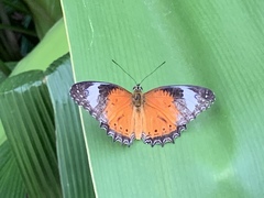 Cethosia penthesilea