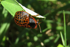 Botanochara macularia